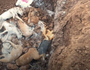 Stray dogs and puppies culled and dumped in a pit at Velagaleru village in NTR District on Saturday. (Photo: By Arrangement)